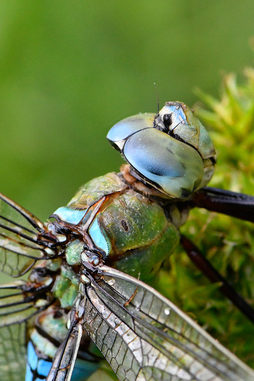 dragonfly.thumb.jpg.b926b88626d47b9606e986c29bfb8e51.jpg