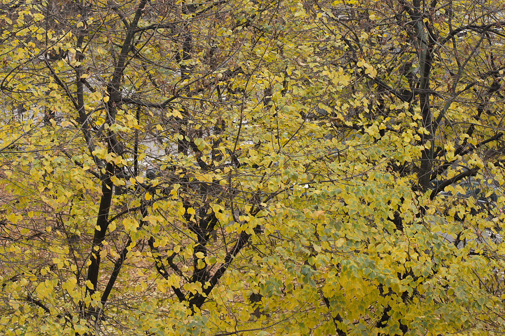 foliage.jpg.f41eb11e9220611aa90abd5ce6251761.jpg