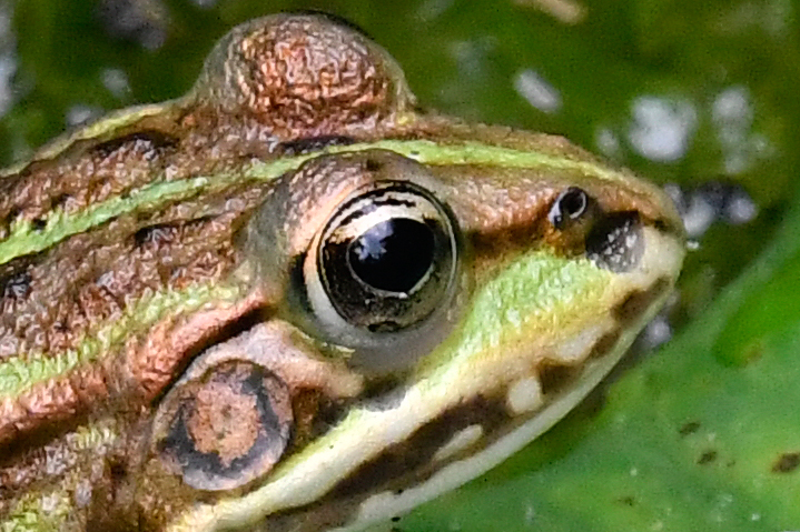 frog1crop.jpg.41c2fb5443993d40c7d503c37533e470.jpg