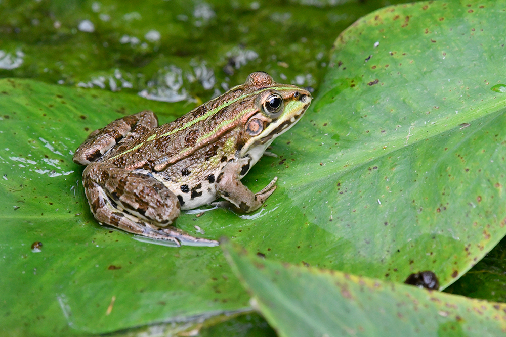 frog2.jpg.15cd98f1e770f0d60058781e48a74716.jpg