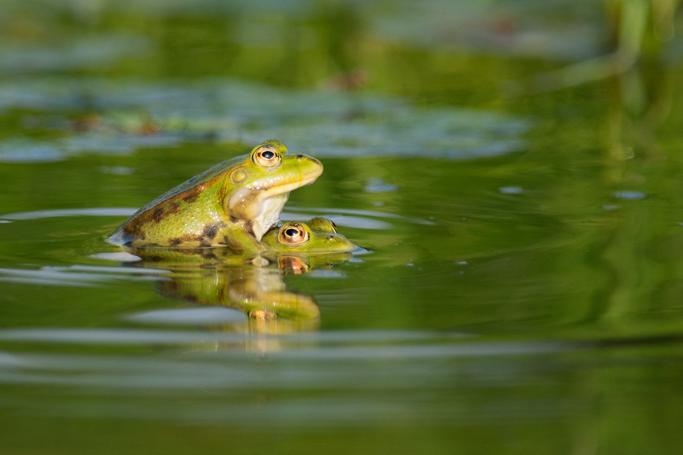 Maggiori informazioni su "Nikon D500: macro e avifauna."