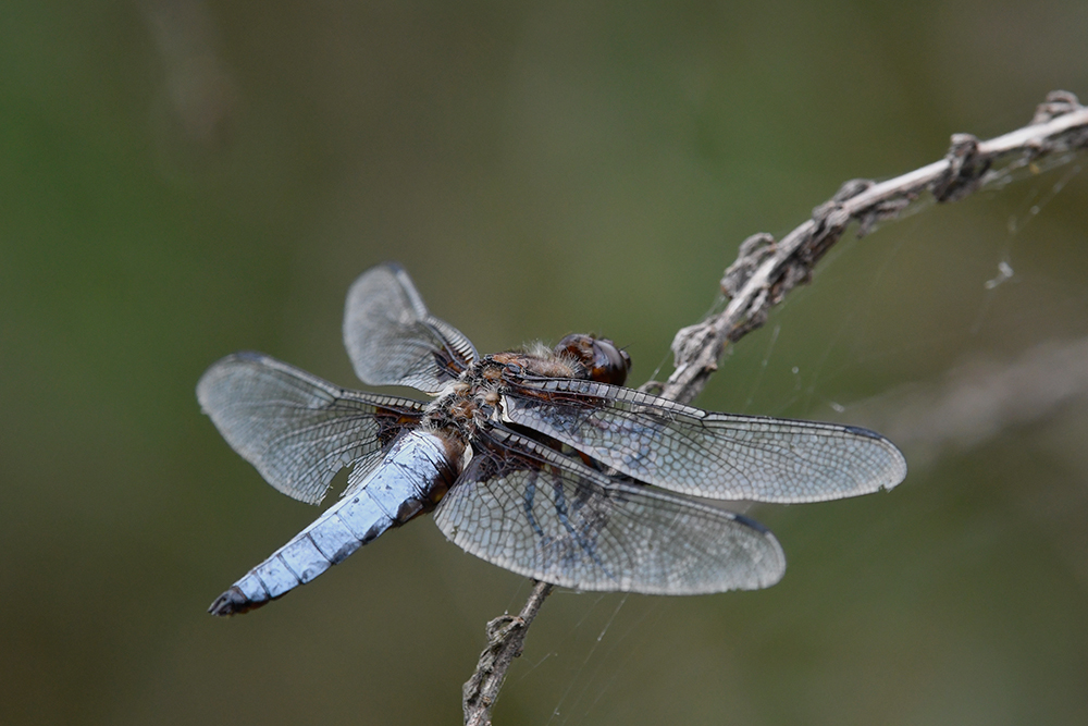 libellula1.jpg.5f55e67a3ceddf4f9162854fa0d77075.jpg