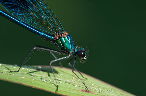 calopteryx.jpg