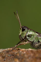 hopper.jpg