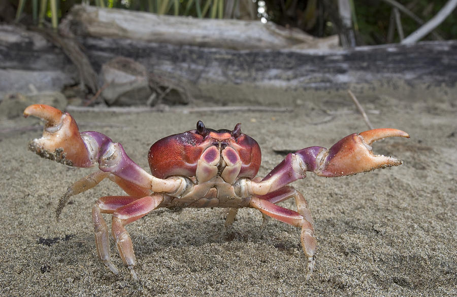 black-land-crab-costa-rica-piotr-naskrecki.jpg.5493461b2750ee4f671ad02aa028f6a2.jpg