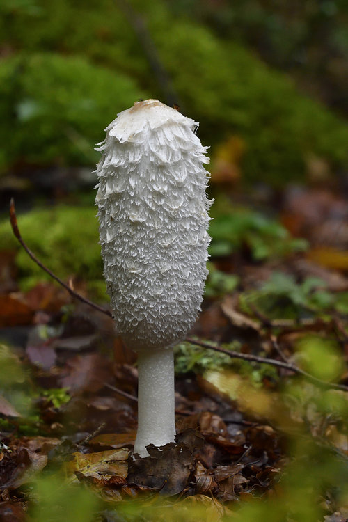 coprinus.thumb.jpg.575a077153d528e91427de8eb77983e8.jpg