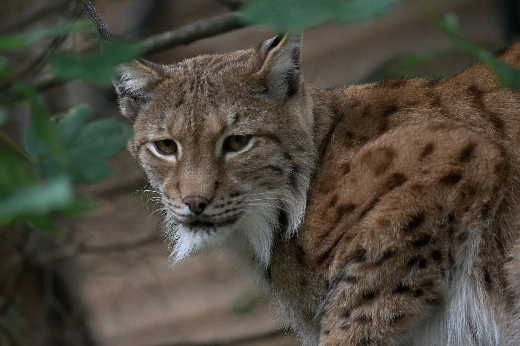 More information about "Sigma 100-400 f5-6.3 C... Into the Wild! (test/prova)"