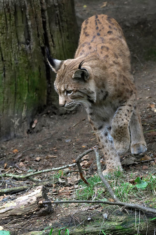 lince4.thumb.jpg.45abd28b3d23a11f6bc72e2433b3e519.jpg