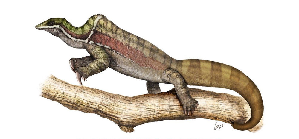 Drepanosaurus.thumb.jpg.a03c5c071dc3ca522b9a8ca67f60d6ce.jpg
