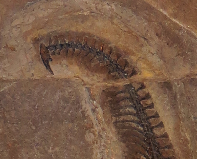 Drepanosaurus_unguicaudatus_tail.JPG.8c8550389f966f039ef74b5f03f36793.JPG