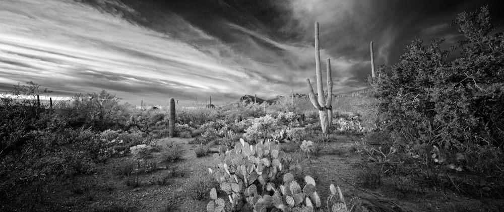 Saguaro-Cactus-4-4x10-clyde-butcher-1000x421.jpg.7e9f99a2638263a85790b70a43c31351.jpg