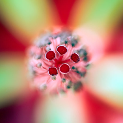 Hibiscus coccineus.jpg