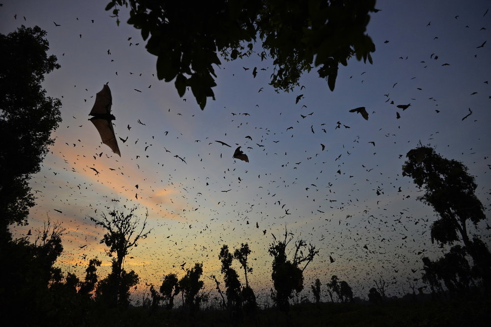 Zambia_bats_02.thumb.jpg.3453cac368207905a93c2d2fa2bbfb33.jpg