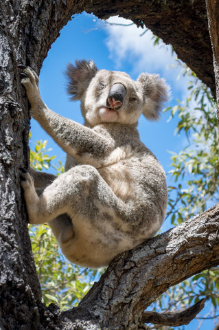 Maggiori informazioni su "Koala"