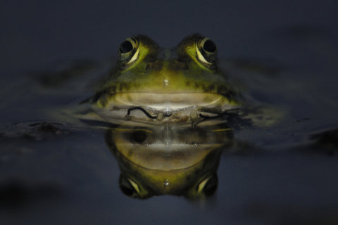 Pelophylax epeiroticus