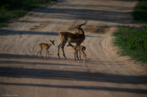 Maggiori informazioni su "Mamma Impala e cubs"