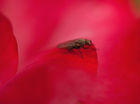 La mosca in rosa