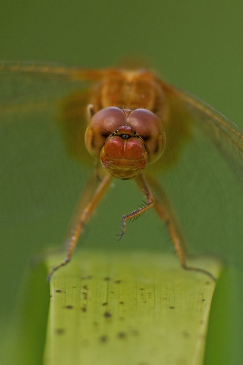 crocothemis5_233.thumb.JPG.bf6caf687b57f3f8e10c12bc114ae636.JPG