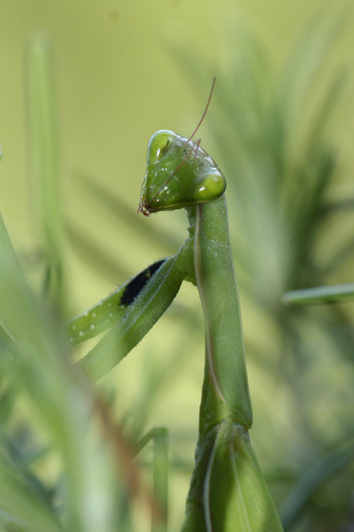 mantis1.thumb.jpg.01684789788017fb5a0680b99517448d.jpg