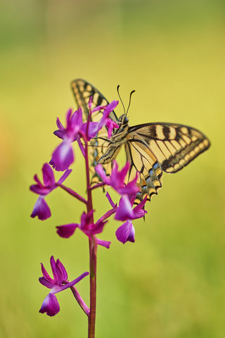 Papilio-machaon_24.jpg