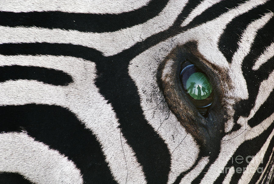 trophy-hunter-in-eye-of-dead-zebra-frans-lanting-mint-images.jpg.830f1fdb93228fab5aedf3dce4c0309f.jpg