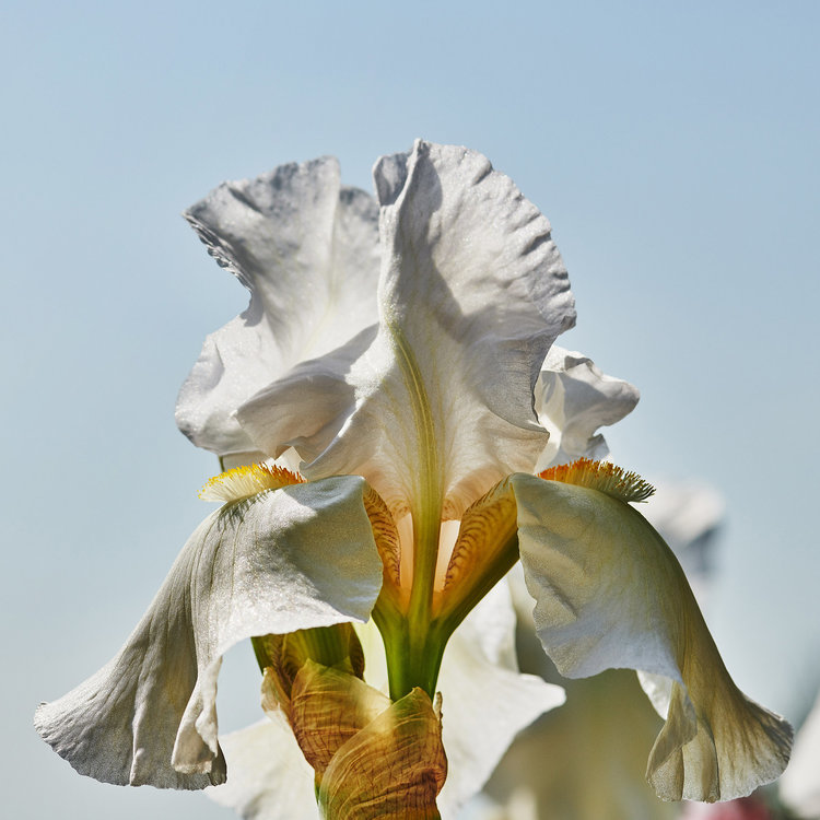 Iris germanica var. florentina.jpg