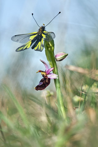 Libelloides coccajus on Ophrys benacensis