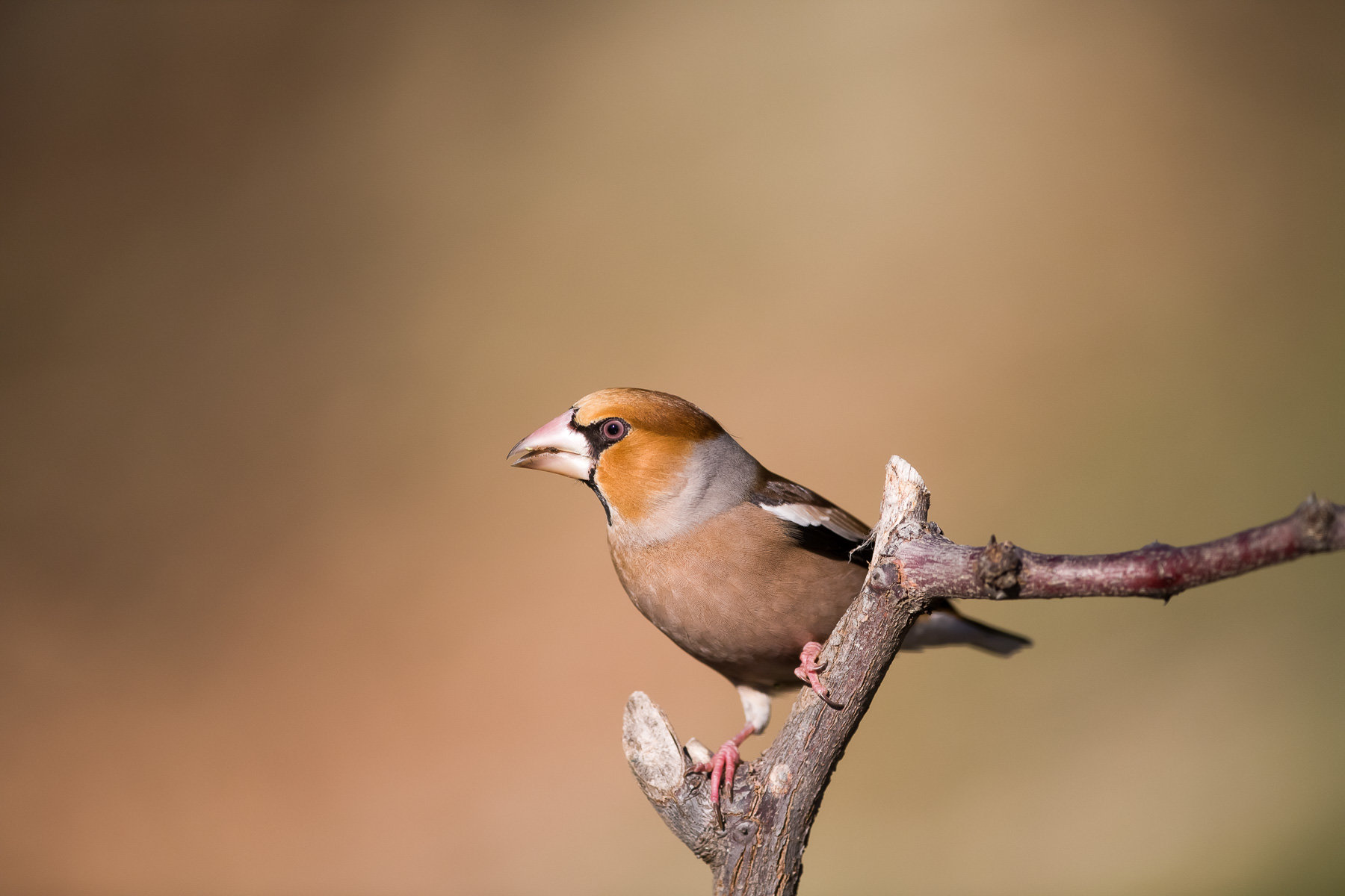 Maggiori informazioni su "Sigma 500mm f/4 Sports un anno dopo (test/prova)"