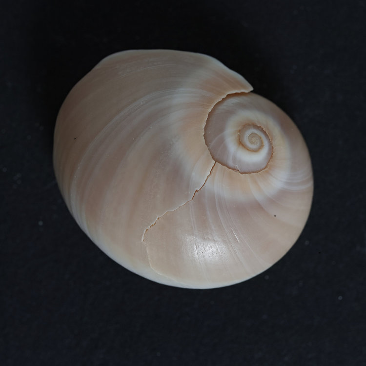 gastropod.thumb.jpg.6d9f486f1796bd41c7febdfb8971c959.jpg