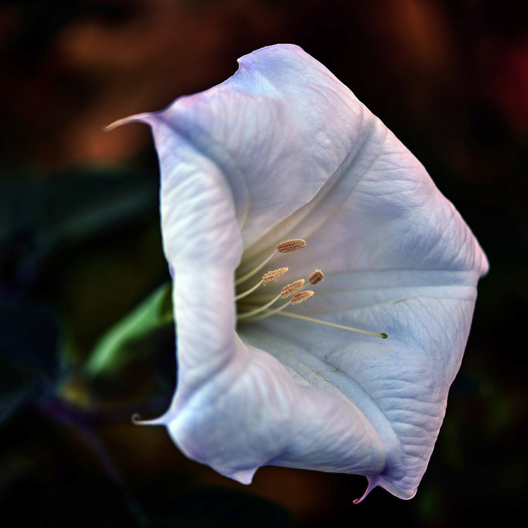 Datura stramonium III.jpg