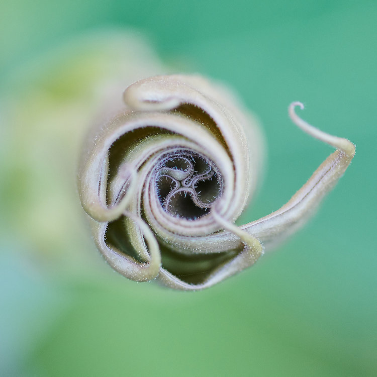 Datura stramonium.jpg