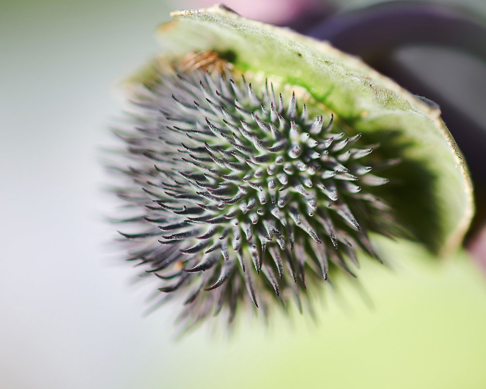 Fruit of Datura stramonium.jpg