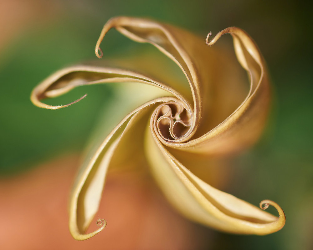 Datura stramonium II.jpg