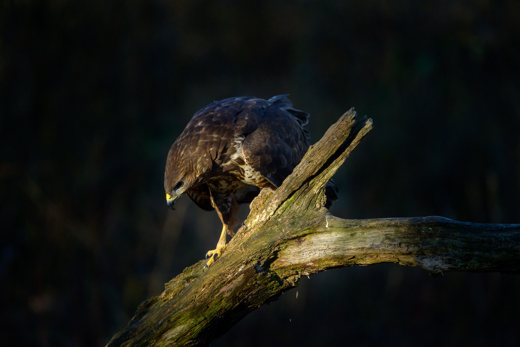 More information about "Nikon Z in capanno (naturalistico !)"