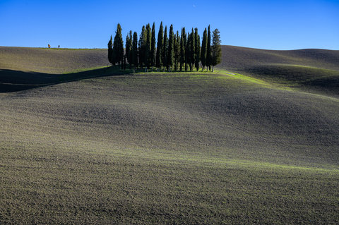 Cipressi nei pressi di San Quirico D'Orcia