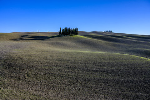 Cipressi nei pressi di San Quirico D'Orcia