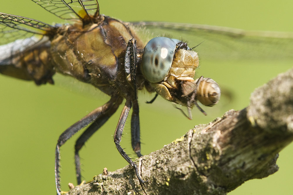 coeruleuspreda2.jpg.89f36f124b0a6a77a72f2e05334ada46.jpg