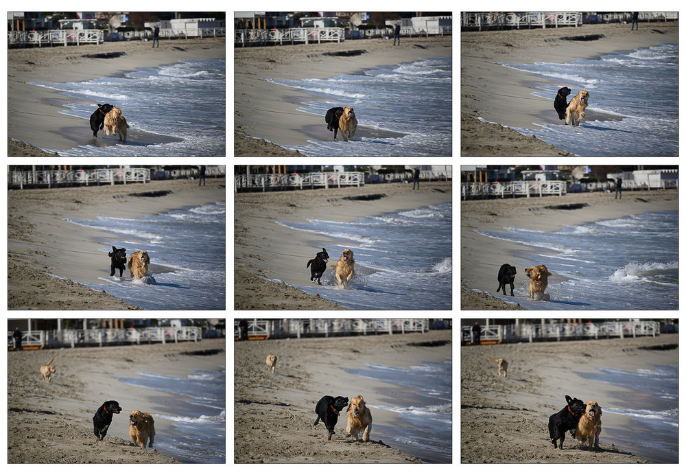 dogs.jpg
