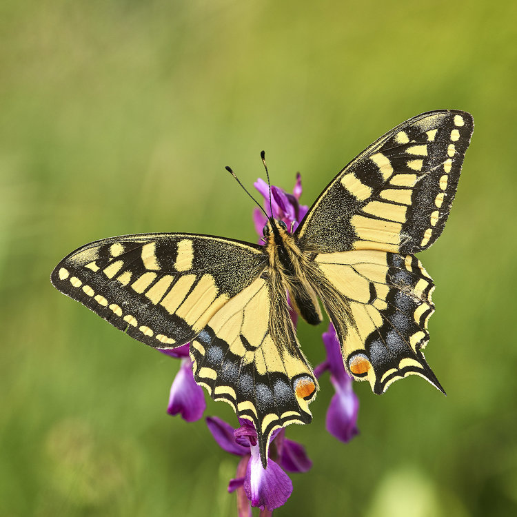 Papilio machaon.jpg