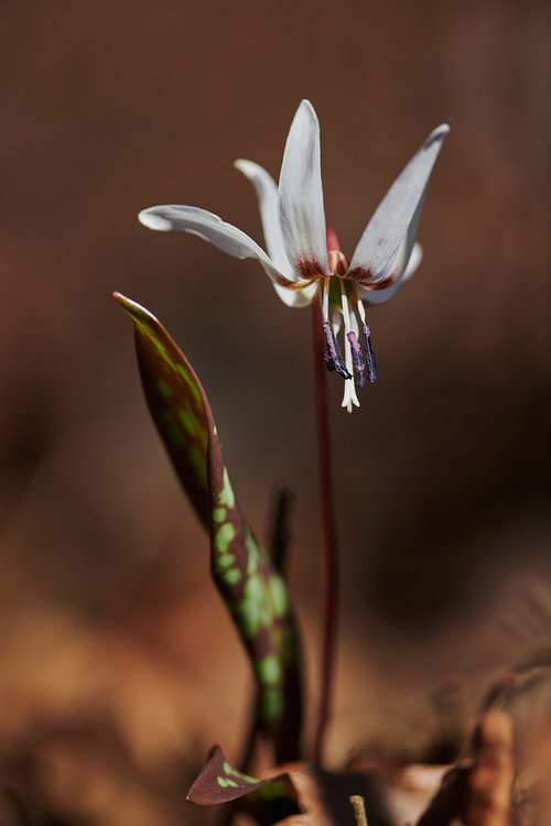 Erythronium dens-canis.jpg