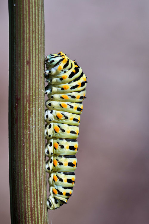 Bruco-di-macaone_1.jpg