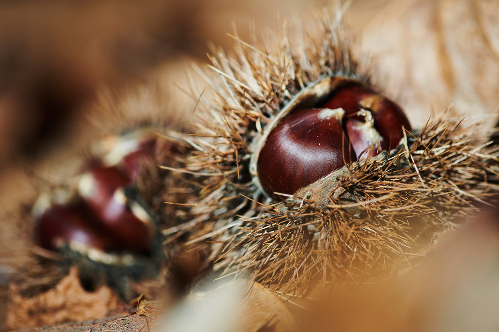 Castagne.jpg