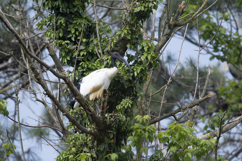 ibis.thumb.jpg.033ec175b533e14e18b38b992f9fe0fa.jpg