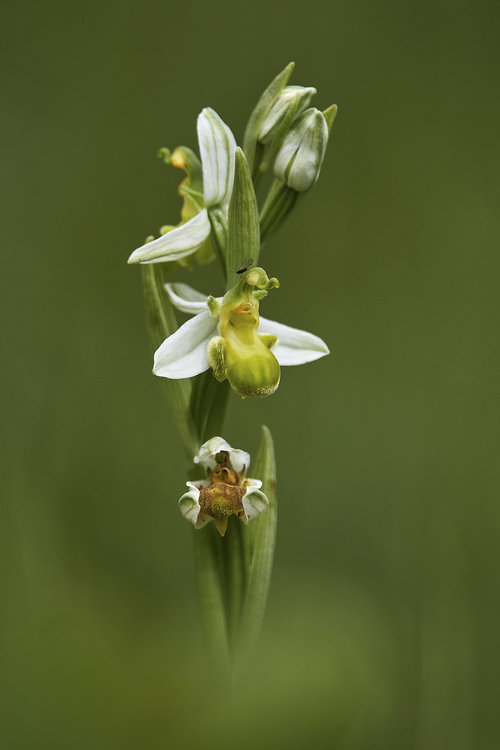 Ophrys apifera var. chlorantha.jpg