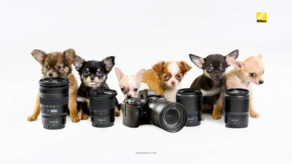 Nikon-Wallpaper-Zseries-Puppy-Love.thumb.jpg.d022b6f61767366acae72f3c488ca181.jpg