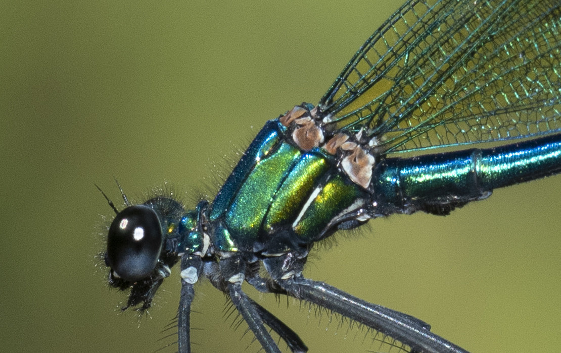 More information about "[experience] Nikon Af P 70-300mm f4.5-5.6 ED Vr e lente addizionale, prova sul campo"