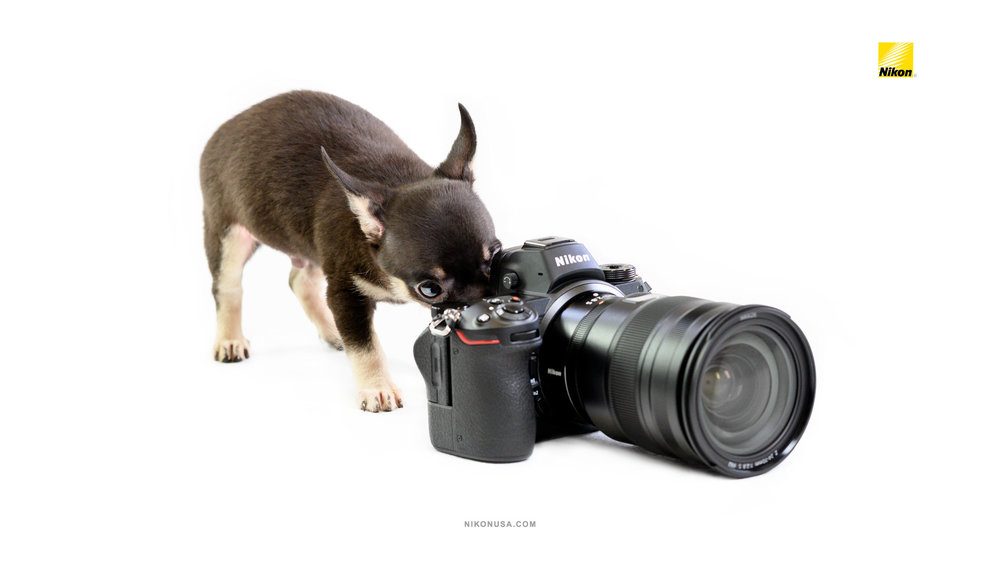 Nikon-Wallpaper-Z6-Chihuahua-Composing (1).jpg