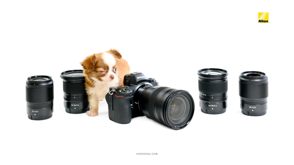 Nikon-Wallpaper-Z6-Long-Haired-Chihuahua-Composing.jpg