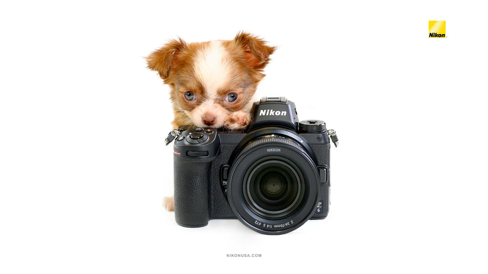 Nikon-Wallpaper-Z6-Long-Haired-Chihuahua.jpg