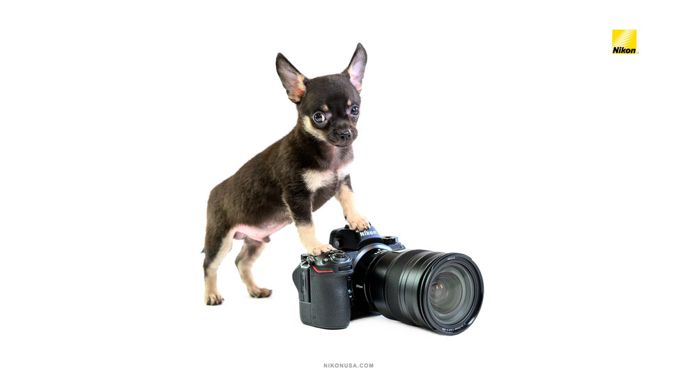 Nikon-Wallpaper-Z6-Proud-Chihuahua.jpg